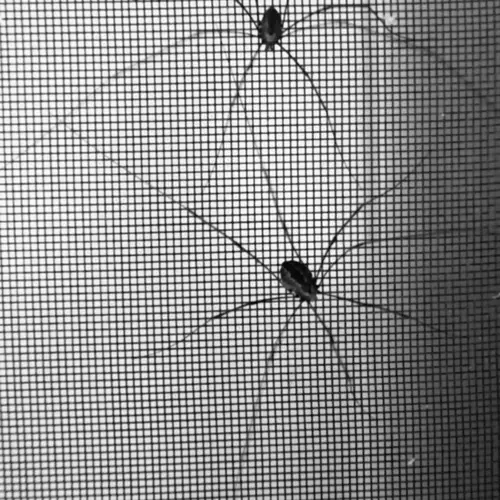 Arachnidan image