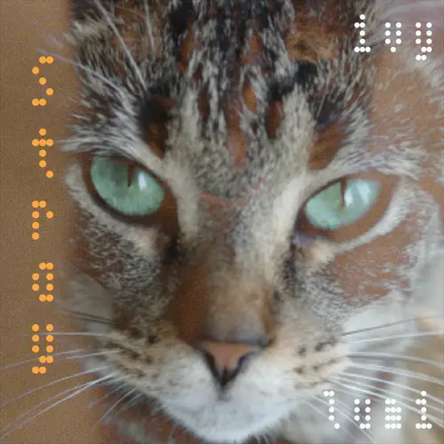 Stray image