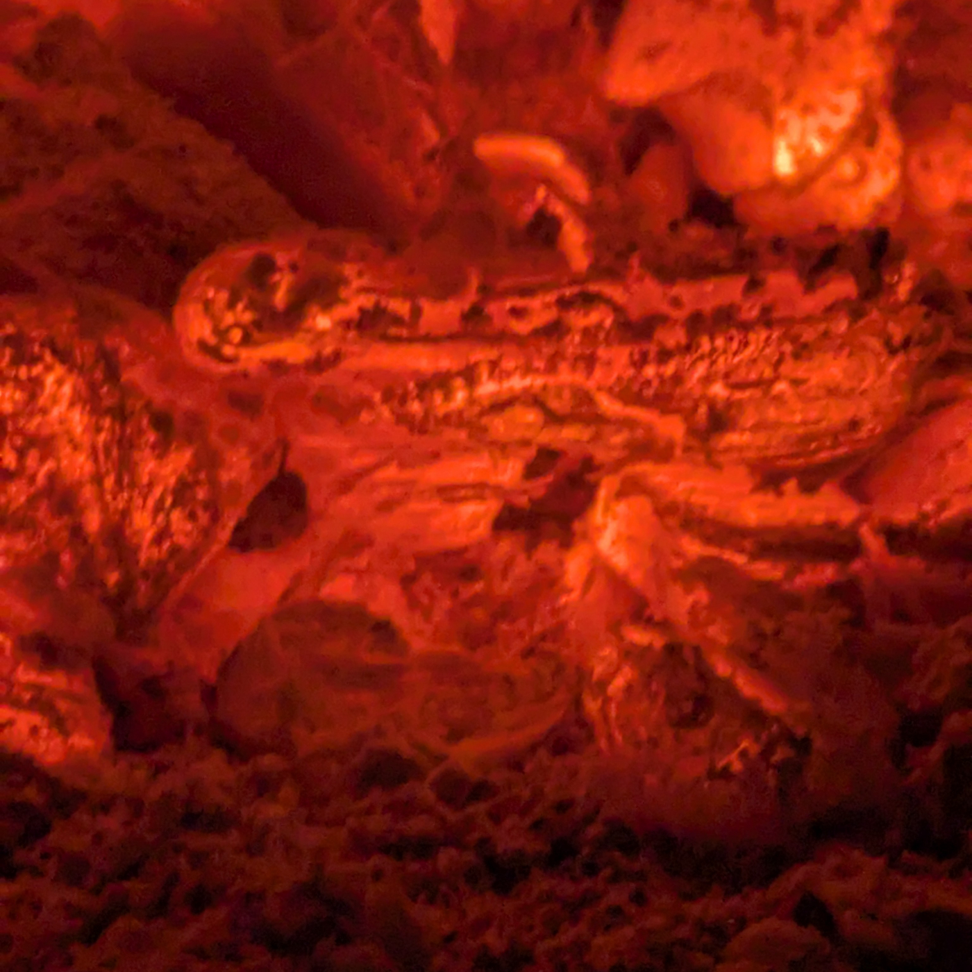 Buy to Close ♾️ image