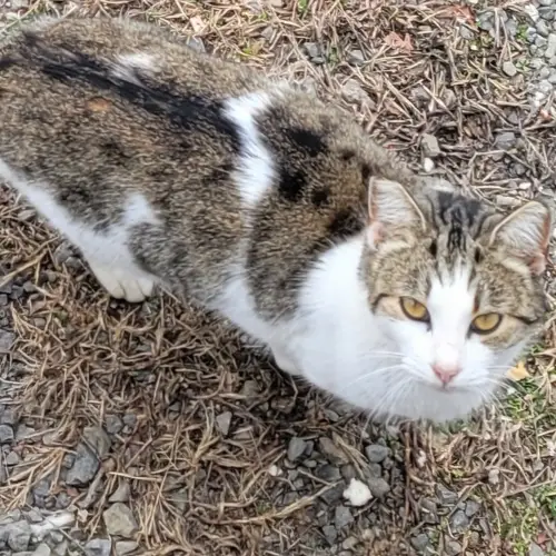 Flock [Pretti Good Remix] image