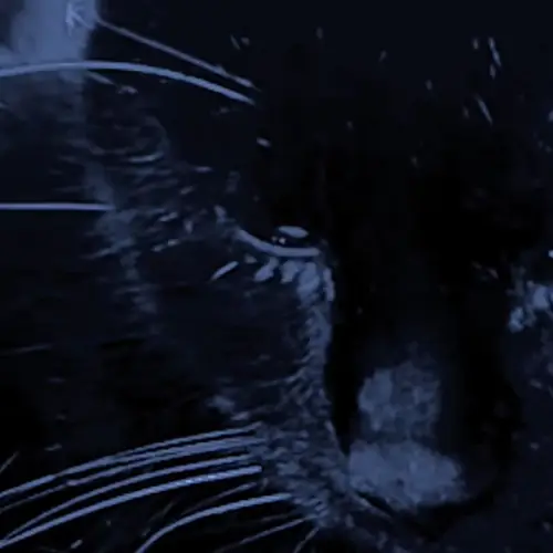 meow image